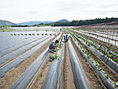 灯籠蜜いもの苗を植え付ける